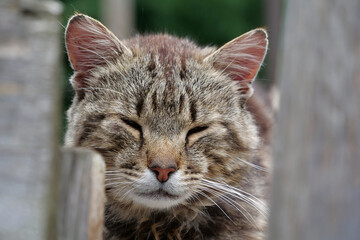 Sleepy cat sits on fence