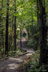 Autumn trees lining the trail. End of summer. Fall beginning.