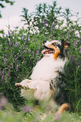 Funny Red And White Australian Shepherd Dog Playing In Green Grass With Purple Blooming Flowers. Aussie Is A Medium-sized Breed Of Dog That Was Developed On Ranches In The Western United States