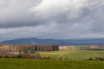 Fototapeta premium Harzlandschaft bei Beneckenstein Tanne Stadt Oberharz am Brocken