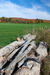 Dead trees in a field with fall colors in the Canadian countryside with road in the province of Quebec