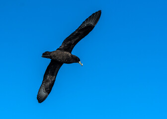 White-chinned petrel, procellaria aequinoctialis, off the Southern coast of Africa