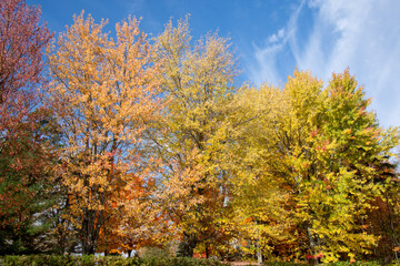 Fototapeta premium Fall colored leaves in the Canadian forest in October