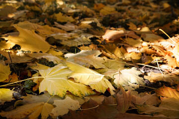 A lot of autumn maple leaves on the ground.