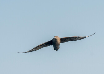 Sooty shearwater, puffinus griseus, off the coast of South Africa