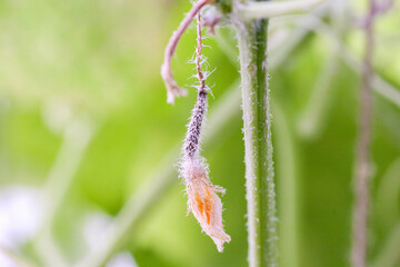 affected by diseases and pests of plant leaves and fruits of cucumber White rot sclerotinosis diseases of cucumbers is white rot white mold. Downy mildew peresporosis, White rot sclerotinosis.