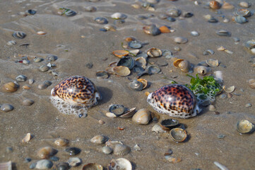 beautiful maritime scenery at the seaside with Tiger Cowrie seashells	
