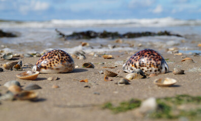 beautiful maritime scenery at the seaside with Tiger Cowrie seashells	
