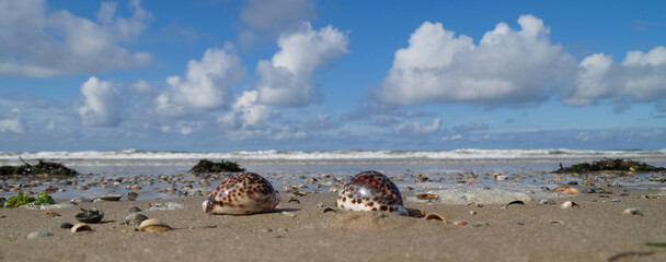 beautiful maritime scenery at the seaside with Tiger Cowrie seashells	
