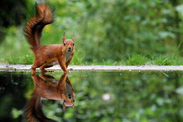 Eichhörnchen   © PhotoArt