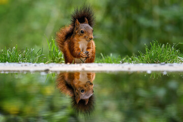 Eichhörnchen   © PhotoArt