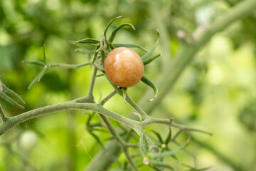 Lonely pink cherry tomato in a greenhouse