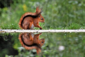 Eichhörnchen   © PhotoArt