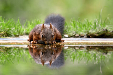 Eichhörnchen   © PhotoArt