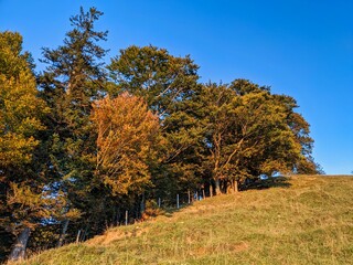 Fototapeta premium beautiful autumn sunset.Schnebelhorn, Zurich.The rays of the sun illuminate the meadow and the trees.Hill in Switzerland