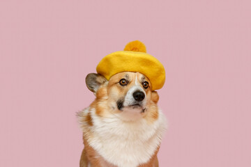 portrait fashionable corgi dog in a warm yellow beret on a pink insulated background