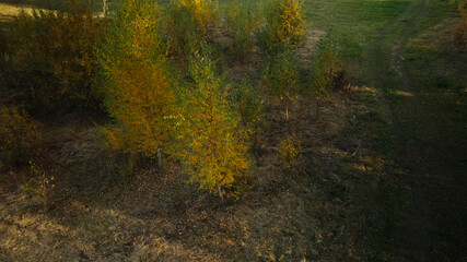 Flight over the autumn park. Trees with yellow autumn leaves are visible. Aerial photography.