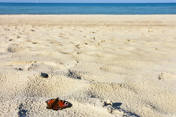 beautiful butterfly on the beach and the sea