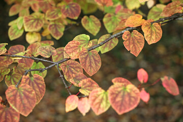 Pink and yellow Katsura leaves hanging off a branch.