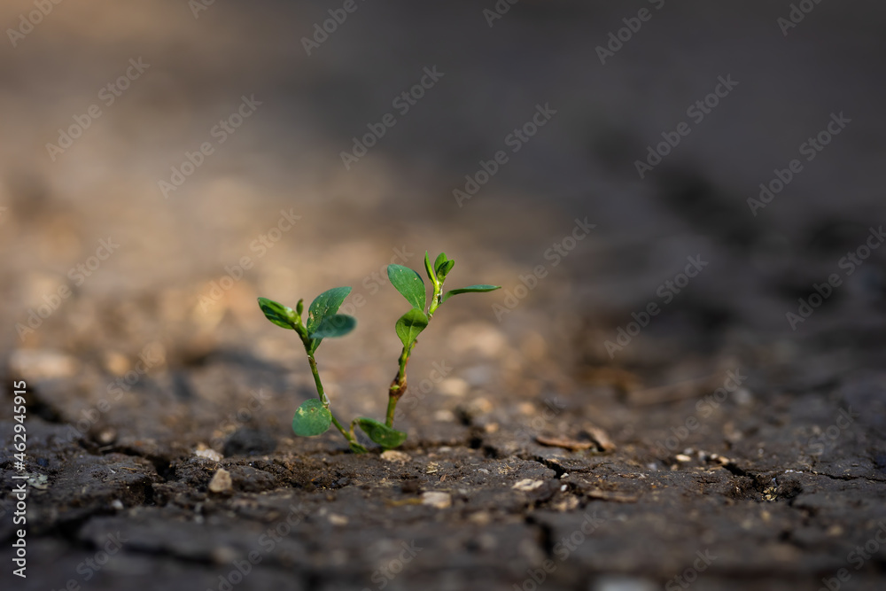 Wall mural green plant growing from crackling earth in sunlit. little tree in slit in dry ground with sunlight 