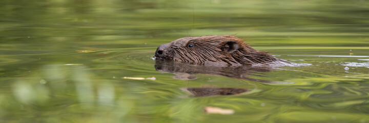 Eurasian beaver, castor fiber, swimming in water in springtime nature. Brown rodent peeking out of lake in spring. Aquatic mammal floating in green river.