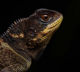 bearded dragon lizard