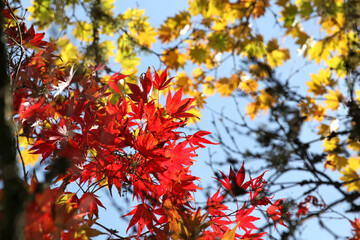 Clusters of red autumnal Japanese maple leaves hanging of a branch