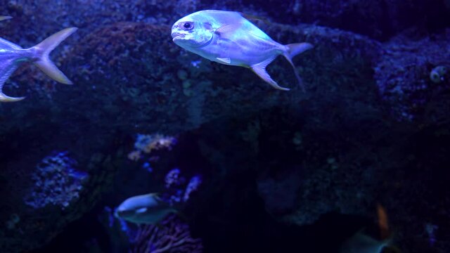 Underwater aquatic life, The permit fish is a game fish of the western Atlantic Ocean belonging to the family Carangidae. Scientific name is Trachinotus falcatus, Higher classification as Pompano