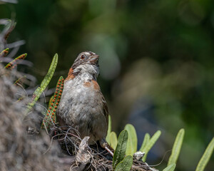 A small sparrow sitting on a tree trunk on a sunny summer morning