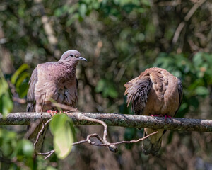 A couple of doves tidying the feathers on a sunny summer morning