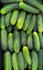 cucumbers in the market