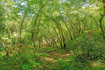 Obraz premium Pictures of a hike through dense green forest along a dried riverbed in Skarline Nature Park in Istria