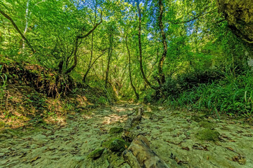 Fototapeta na wymiar Pictures of a hike through dense green forest along a dried riverbed in Skarline Nature Park in Istria