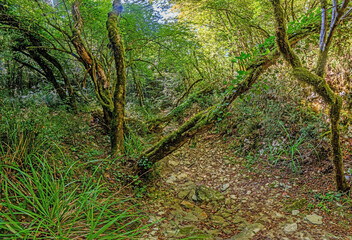 Pictures of a hike through dense green forest along a dried riverbed in Skarline Nature Park in Istria