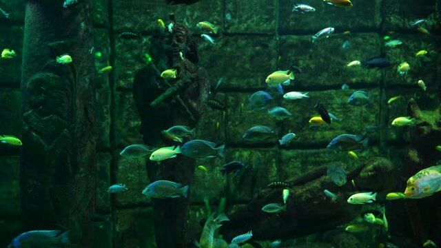Bunch of small colorful Cichlids fish such as Mayan chichlid, red side, guayas, midas, harlequins cichlid swimming underwater next to egyptian mummy stone structure. Underwater aquatic life concept.