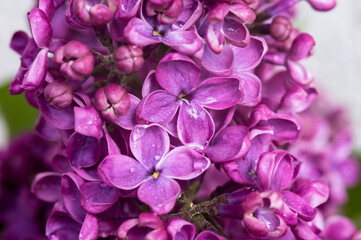 Lilacs in close-up. Blossoms of lilacs. Purple flowers. Drops on flowers.