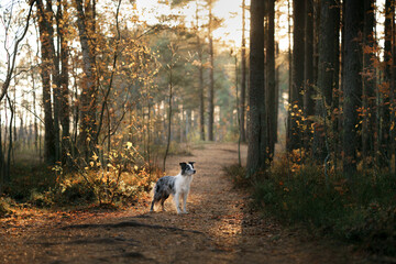 Naklejka na ściany i meble dog on a path in the forest. Autumn mood. Border collie in leaf fall on nature