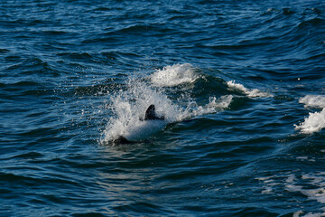 Obraz premium Commerson dolphin swimming, Patagonia , Argentina.