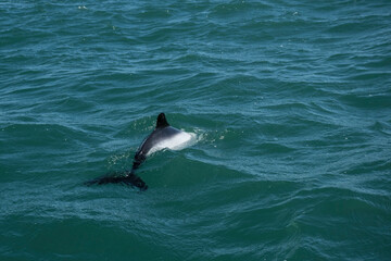 Fototapeta premium Commerson dolphin swimming, Patagonia , Argentina.