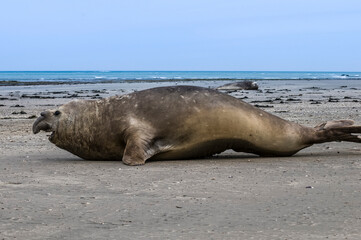 Male elephant seal, Peninsula Valdes, Patagonia, Argentina