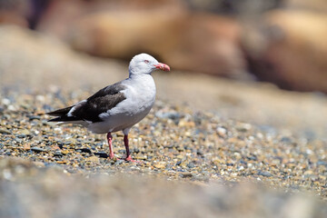 Sea Gull in the beach, Patagonia Argentina.