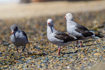 Sea Gull in the beach, Patagonia Argentina.