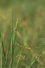 Ripe yellow wet rice fields