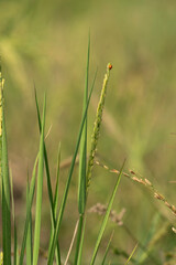 Ripe yellow wet rice fields