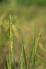 Ripe yellow wet rice fields