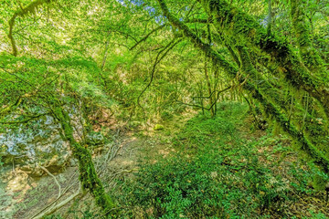 Pictures of a hike through dense green forest along a dried riverbed in Skarline Nature Park in Istria