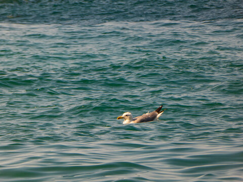 Lonely seagull calmly swimming in the sea