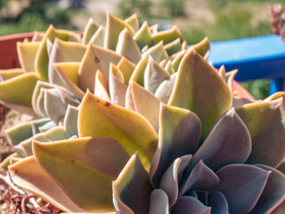 Plants in a pot under sunlight