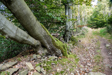 hiking in an amazing czech forest nature