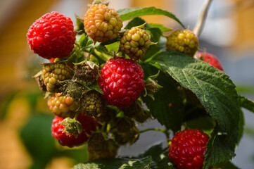 Red delicious ripe raspberries on a bush